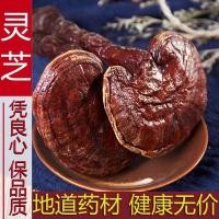 ราคา Changbai เห็ดหลินจือแดงเสือภูเขาชิ้นเห็ดหลินจือธรรมชาติเห็ดหลินจือ Lucidum หุ้นใหม่และชิ้นเห็ดหลินจือ50กรัม Gratis Ongkir (19855095681)