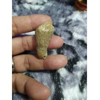 ราคา คตหอยแข็งเป็นหินโบราณถือเป็นของมงคล (20796429420)