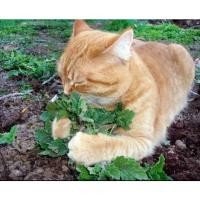 ราคา แคทนิป เมล็ดพันธุ์ สมุนไพรน้องแมว ตำแยแมว นำเข้า Catnip Seed บรรจุ 40 200 เมล็ด (21085389504)
