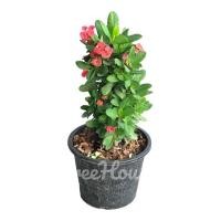 ราคา โป๊ยเซียนแคระ กระถาง 8 นิ้ว Euphorbia milii Des Moul Pot 8 (20720153824)