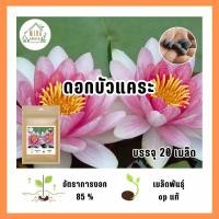 ราคา เมล็ดพันธุ์ ดอกบัวแคระ บรรจุ 20 เมล็ด (21035529571)