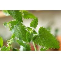 ราคา แคทนิป เมล็ดพันธุ์ สมุนไพรน้องแมว ตำแยแมว นำเข้า Catnip Seed บรรจุ 40 200 เมล็ด (21085389503)