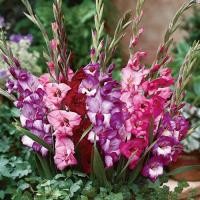 ราคา 10 หัว แกลดิโอลัส Gladiolus ดอกซ่อนกลิ่นฝรั่ง หรือ ดอกคำมั่นสัญญา สายพันธุ์ Royal Glamini (21081089406)