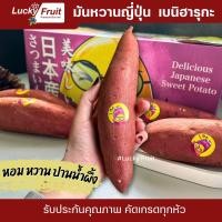 ราคา มันหวานญี่ปุ่น แท้ สายพันธุ์เบนิฮารุกะ 5 Kg ไซส์ M หวาน ฉ่ำ เนื้อเนียน นุ่มละมุนลิ้น (19928137610)