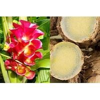 ราคา ขายส่ง ต้นพันธุ์ ว่านมหาเมฆ Curcuma aeruginosa สายพันธุ์แท้ สมุนไพรไทย ขมิ้นดำ กระเจียวแดง สมุนไพรเพื่อสุขภาพ ไม้ประดับนามมงคล 500 กรัม (17320530338)