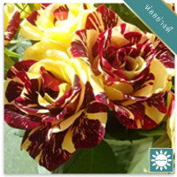 ราคา 30 เมล็ด เมล็ดพันธุ์ กุหลาบ สตาร์แอนด์สไตร้พส์ Tiger Striped Rose seed สี แดง เหลือง ดอกใหญ่ นำเข้าจากต่างประเทศ พร้อมคู่มือ เมล็ดใหม่ (8456073419)
