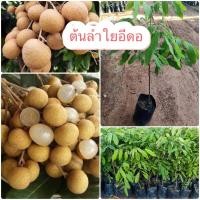 ราคา ต้นลำใยอีดอ เสียบยอด กิ่งพันธุ์แท้พร้อมปลูก ต้นพันธุ์สูงประมาณ 70 ซม คัดพิเศษสวยทุกต้น รสชาติหวาน เมล็ดเล็ก เนื้อเยอะ (15058088171)