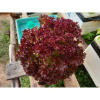 ราคา เมล็ดผักอินทรีย์ เมล็ดพันธุ์ผักสลัด เมล็ดผักสลัด 100 200 เมล็ด 10 บาท 10 แถม 1 คละได้ (20767997443)