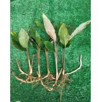 ราคา ว่านดอกทองแท้ ดอกทองเขมร ตัวเมียตัวผู้ ให้เลือก ว่านดอกทองตัวเมีย ว่านราคะ ว่านมหาเสน่ห์ ว่านดอกทองเข ต้นว่านดอกทอง ว่านดอกททองเขมร (17540689597)