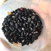 ราคา ขาย50 เมล็ด เมล็ดถั่วพุ่มลายเสือพราน เมล็ดถั่วฝักยาวลายเสือพราน ถั่วลายพุ่ม ถั่วพุ่ม ถั่วลายเสือ ถั่วลายพราน ถั่วลายเสือพราน ปลูกเองแ (405519817)