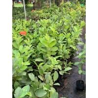 ราคา ต้นฝรั่งกิมจู ฝรั่งกิมจูไร้เมล็ด ต้นพันธุ์กิ่งตอน รากเเน่นเต็มถุง ต้นพันธุ์เเข็งเเรง ปลูก1ปีให้ผลผลิตสู่ท้องตลาดได้ (19169373489)