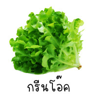 ราคา กรีนโอ๊ค ถูกที่สุด 7บาท เมล็ดพันธุ์ผักสลัดกรีนโอ๊ค100 1000 เมล็ด ปลูกง่าย สีสวย ทานอร่อย (19104499349)