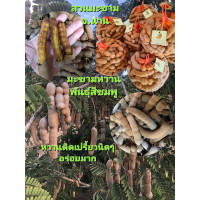 ราคา มะขามหวาน พันธุ์สีชมพู ฝักใหญ่คัดเกรดA บรรจุ1กก (21304910030)