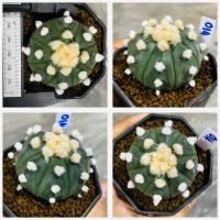 ราคา โออิโบะ แอสโตรไฟตัม โออิโบะ ดอทฟู OOIBO Astrophytum Ooibo กระบองเพชร แคคตัส (20987686238)