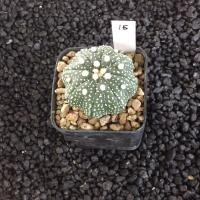 ราคา Astrophytum แคคตัส กระบองเพชร AA03 (17807235355)
