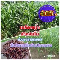 ราคา เมล็ดหญ้าสวีทจัมโบ้ 4 กิโลกรัม หญ้า สวีทจัมโบ้ พร้อมปลูก รับประกันการงอก หญ้าเลี้ยงสัตว์ หญ้า พันธ์ุหญ้า หญ้าเลี้ยงวัว (12496167310)