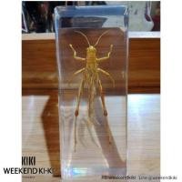 ราคา ที่ทับกระดาษแมลงสต๊าฟ ที่ทับกระดาษแมลง แมลงสต๊าฟเป็นที่ทับกระดาษ (5140624079)