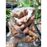 ราคา ว่านเอ็นเหลือง 500กรัม หัวว่านเอ็นเหลือง สมุนไพร (17168938300)