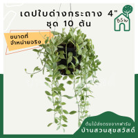 ราคา ต้นเดปใบด่าง กระถาง 4 นิ้ว พร้อมลวดแขวน เป็นชุด 10 ต้น (12487597601)