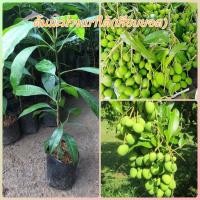 ราคา ต้นมะม่วงเบาใต้ พืชผลที่ปลูกแล้วราคาดีไม่มีตก ออกผลทั้งปี พันธุ์ใต้แท้ ลูกเล็ก กรอบ เปรี้ยว กินสด หรือแช่อิ่มก็ได้ ขายได้ราคาดี ลำต้นใหญ่แข็งแรง (17454402339)