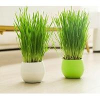 ราคา ชุดปลูกต้นอ่อนข้าวสาลี หญ้าแมว เมล็ดข้าวสาลี เมล็ดหญ้าแมว อาหารแมว ออแกนิค100 ปลอดภัย ไร้สารพิษ พร้อมปลูก ต้นอ่อนข้าวสาลี ปลูกง่ายมาก (10299830219)