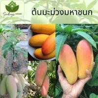 ราคา ต้นมะม่วงสีส้มเหลือง ต้นที่ทาบกิ่ง สูง 60 80ซม มะม่วงสีเหลืองส้ม เนื้อนุ่ม หอมหวาน (20879461559)