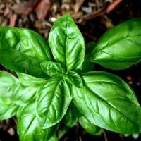 ราคา เมล็ดผักโหรพาอิตาลี่ Basil เบซิล บรรจุ200เมล็ด (10773585895)