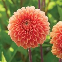 ราคา 30 เมล็ด ดอกไม้ ดอกรักเร่ ดาห์เลีย Dahlia Seeds สายพันธุ์ Sylvia (21133495351)