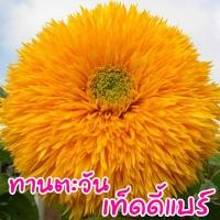 ราคา เมล็ดดอกไม้ ทานตะวัน เทดดี้แบร์ Teddy Bear Sunflower เมล็ดทานตะวัน 50 เมล็ด homes (5982642516)
