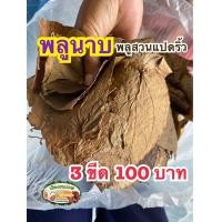 ราคา พลูนาบ 3 ขีด 300 กรัม 100 บาท พลูสวนแปดริ้ว (20419964226)