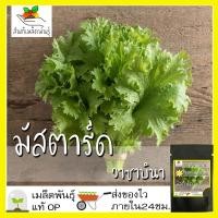 ราคา เมล็ดพันธุ์ มัสตาร์ด วาซาบินา 200 เมล็ด Wasabina Mustard seed เมล็ดพันธุ์แท้ นำเข้าจากต่างประเทศ ปลูกผัก (8552291772)
