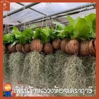 ราคา ต้นเฟิร์นข้าหลวง ในลูกตีนเป็ด ห้อย เคราฤาษี พวงใหญ่ (20672968943)