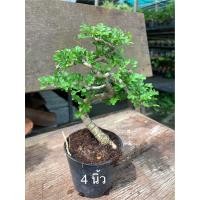 ราคา ต้นมะสัง Bob Sai มะสังบอนไซ ต้นเพาะเมล็ดไม้ โตช้า เหมาะทำบอนไช มี3 ขนาด มะสัง Feroniella lucida Scheff Swingle ไม้ยืนต้น ไม้ดัดสวยงามไม้บอนไซ ที่นิยมนำมาทำไม้ดัด เป็นไม้ฟอกอากาศ ไม้ประดับสวยงาม (15289