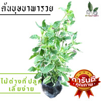 ราคา ต้นบุษบาพารวย บุษบาพารวย ใบสวยมาก ไม้ด่างที่ปลูกเลี้ยงง่าย พร้อมส่งในถุงดำ ส่งพร้อมถุงดำ 5 นิ้ว ฟอร์มสวย (19905646095)
