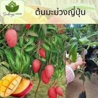 ราคา ต้นมะม่วงญี่ปุ่น ต้นที่ทาบกิ่ง สูง 60 80 ซม มะม่วงญี่ปุ่น มีขนาดใหญ่ ผิวสีแดง (20879281853)