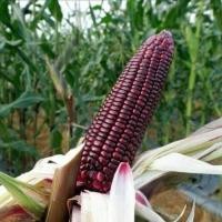 ราคา เมล็ดพันธุ์ ข้าวโพดหวานม่วง ทับทิมสยาม ข้าวโพดนมสดม่วง ข้าวโพดอัญชัน ทานดิบได้ 10 เเถม 1 คละได้ (19457646194)