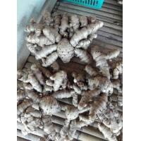 ราคา ว่านมหากำลัง 3 เหง้าใหญ่ๆ สดๆ ปลูกได้ ทานได้ ว่านเด่นจัดจ้าน (9125315963)