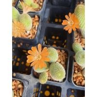 ราคา Rebutia heliosa เรบูเทีย กระบองเพชร รีบูเทีย ดอกสีส้ม ส่งพร้อมกระถาง2นิ้ว5 กระถาง (21050226410)