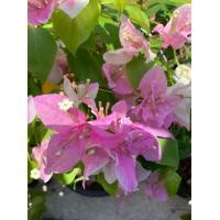 ราคา ต้นเฟื่องฟ้าพวงมณี ทรงดัดพุ่ม ทรงกลม ไม้ดัดพุ่ม โครงลวด Bougainvillea glabra Choisy เฟื่องฟ้าดอกซ้อน ขนาดต้นสูง 40 55 ซม กระถาง 11 นิ้ว ดอกซ้อนสวยงาม ทรงดัดด้วยลวด ทรงพุ่มสวยงาม สินค้าจัดส่งตามภาพ รับ