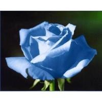 ราคา 5 เมล็ด เมล็ดกุหลาบ สีน้ำเงิน ฟ้า ดอกใหญ่ สายพันธุ์ของแท้ 100 เมล็ดกุหลาบ ดอกกุหลาบ ปลูกกุหลาบ กุหลาบ อัตรางอก70 80 Rose Seed มีคู่มือวิธีปลูก (9079234280)
