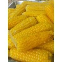 ราคา ซื้อ3 แถม 1 เมล็ดพันธุ์ข้าวโพดเทียนสายน้ำผึ้ง หวาน มัน เหนียว หนึบ อร่อย จำนวน 150 เม็ด ซอง (19664761433)