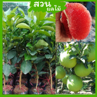 ราคา ต้นกล้าส้มโอทับทิมสยาม ต่อกิ่งสูง 50 70ซม ผลผลิตสูง ต้านทานโรคดี กลิบหวานกรอบ (17343970047)