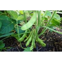 ราคา เมล็ดพันธุ์ ถั่วแระญี่ปุ่น หอมกลิ่นใบเตย เมล็ดพันธุ์ถั่วเเระญี่ปุ่น 130 เมล็ด 10 แถม 1 คละได้ (21085582647)