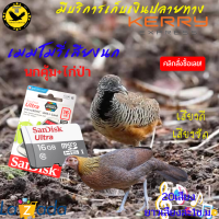 ราคา เมมโมรี่เสียงนก เสียงเรียกสัตว์ เมมเสียงนก นกกวัก นกอีลุ้ม นกคุ้ม นกเขาใหญ่ ไก่ป่า เสียงดี เสียง (2766704770)