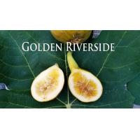 ราคา ต้นมะเดื่อฝรั่ง มะเดื่อ มะเดื่อฝรั่ง Fig พันธุ์ Golden Riverside ต้นสมบูรณ์มาก รากแน่นๆ มีผลขนาดใหญ่ จัดส่งพร้อมกระถาง 6 นิ้ว ลำต้นสูง 50 ซม (20987400250)