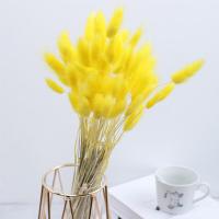 ราคา หญ้าแพมปาสธรรมชาติ30 60ชิ้นดอกไม้แห้งหางกระต่ายช่อดอกไม้หญ้าหางกระต่ายดอกไม้ดอกไม้แห้งตกแต่งบ้านแต่งงานอุปกรณ์ประกอบฉากถ่ายรูป (18694338760)