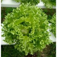 ราคา เมล็ดผักอินทรีย์ เมล็ดพันธุ์ผักสลัด เมล็ดผักสลัด 100 200 เมล็ด 10 บาท 10 แถม 1 คละได้ (20767997444)