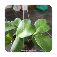 ราคา โฮย่าหัวใจ หัวใจทศกันต์ Hoya kerrii มีราคาส่ง (18483725960)