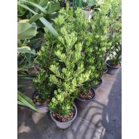 ราคา ต้นสนใบพาย สูง 100ซม ในกระถาง11นิ้ว (17669452160)