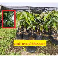 ราคา ต้นมะม่วงทองดำเสียบยอด ต้นพันธุ์แข็งแรงพร้อมปลูก (13893330006)